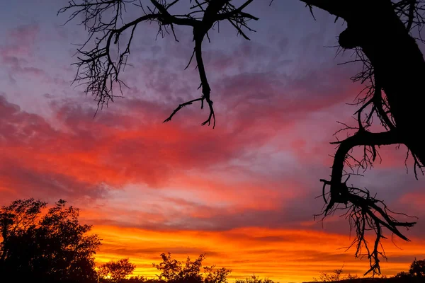 Una Hermosa Toma Siluetas Árboles Fondo Del Cielo Colorido Atardecer —  Fotos de Stock