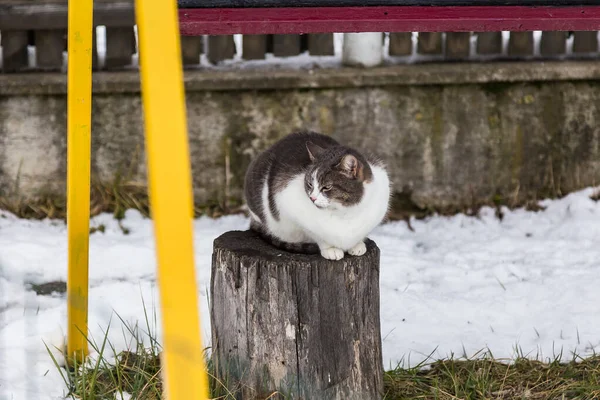 Eine Nahaufnahme Einer Gestreiften Klobigen Katze Die Winter Auf Einem — Stockfoto