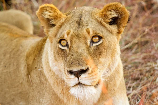 Closeup Shot Lion Safari Royalty Free Stock Photos