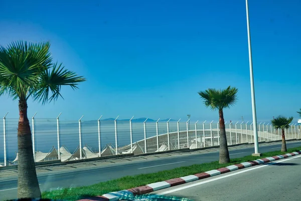 Colpo Belle Palme Mezzo Alla Strada Laterale Due Soleggiato — Foto Stock