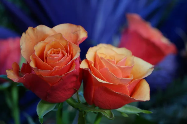 Zbliżenie Dwóch Pomarańczowych Róż Zielonymi Łodygami — Zdjęcie stockowe