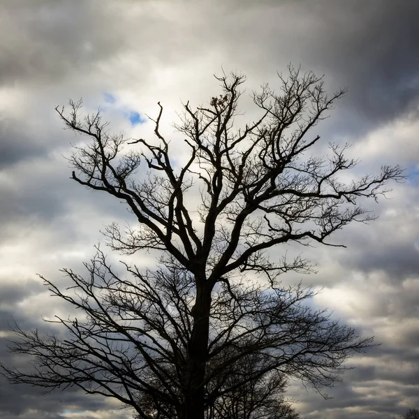 Nízký Úhel Pohledu Větve Listy Stromu Pod Zataženou Oblohou — Stock fotografie