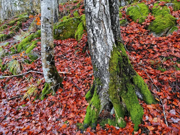 Primer Plano Del Tronco Los Árboles Bosque Noruega Capturado Durante —  Fotos de Stock