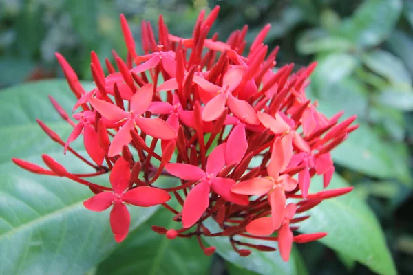 Zbliżenie Strzał Piękny Czerwony Ixora Kwiat Rozmytym Tle Ciągu Dnia — Zdjęcie stockowe
