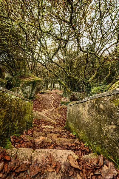 Vertikal Hög Vinkel Sot Stig Skog — Stockfoto