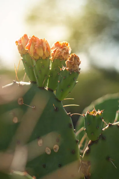 Een Close Shot Van Stekelige Peer Cactus Met Bokeh Lichten — Stockfoto