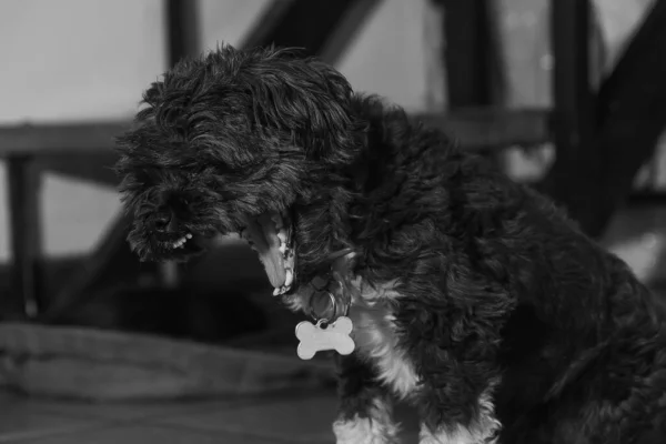 A closeup shot of a hairy shaggy dog in grayscale