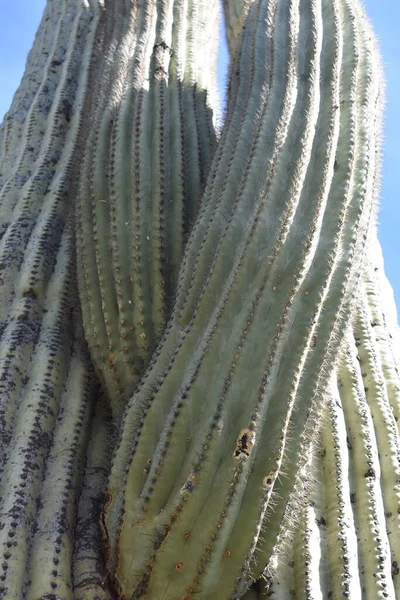亚利桑那州索诺兰沙漠地区的大而纠结的沙瓜罗仙人掌的遮掩 — 图库照片