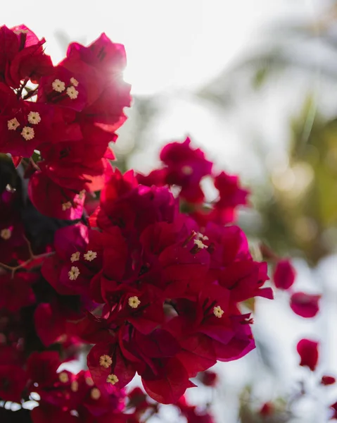 Vertical Shot Blooming Pink Bougainvillea Flowers — Stock Photo, Image