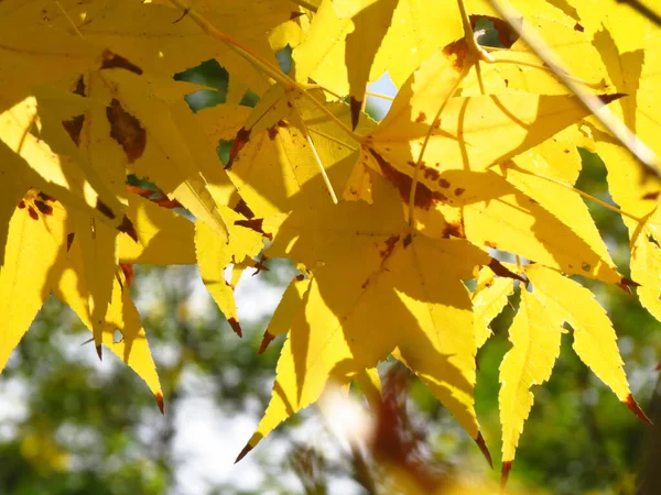 Krásný Záběr Nažloutlých Listů Dokonalé Podzimní Pozadí — Stock fotografie