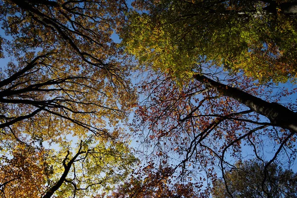 Uma Vista Baixo Para Copas Das Árvores Dia Ensolarado Sem — Fotografia de Stock