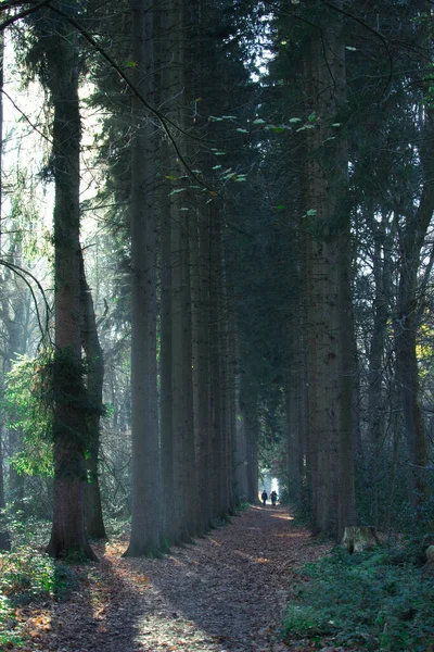 Vertical Shot People Walking Alley Tall Trees Forest — Stock Fotó