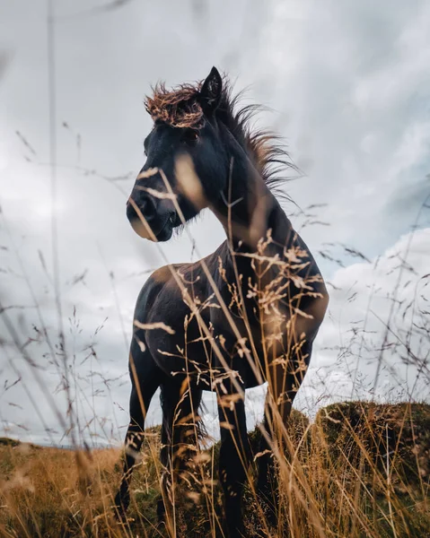 フィールド上のエレガントな黒い馬の美しい垂直ショット — ストック写真