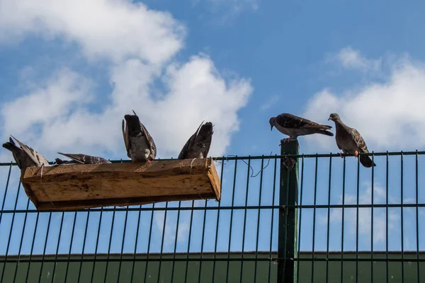 Gün Işığında Bir Kuş Beslenme Kutusunda Güvercinlerin Düşük Açılı Görüntüsü — Stok fotoğraf