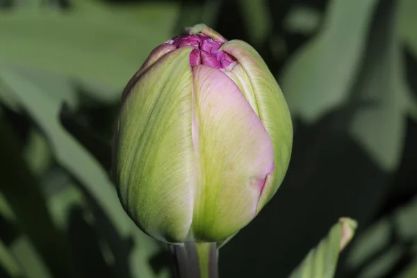 Een Zachte Focus Van Een Roze Tulp Knop Een Tuin — Stockfoto