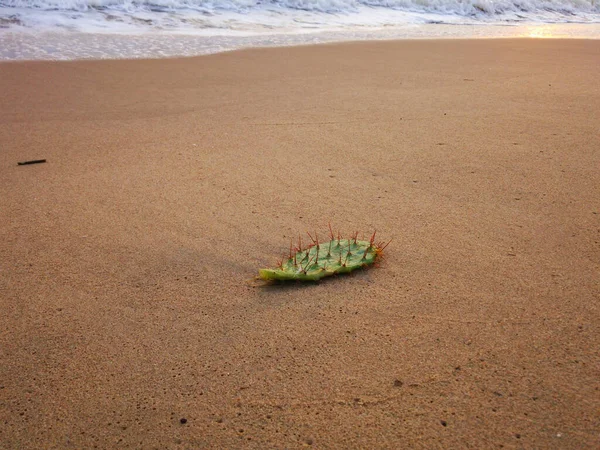 Detailní Záběr Kaktusu Písečné Pláži — Stock fotografie