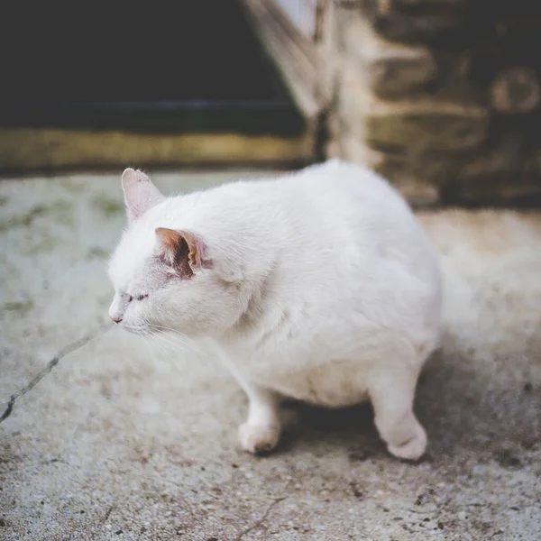 Tiro Foco Seletivo Gato Branco — Fotografia de Stock