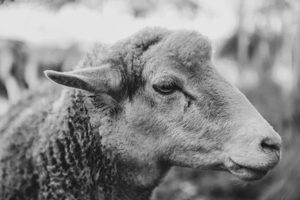 在模糊的背景上灰色的羊的照片 — 图库照片