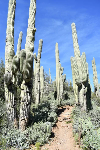 Disparo Sendero Entre Cactus Saguaro Gigantes Sonoran Desert Cave Creek —  Fotos de Stock