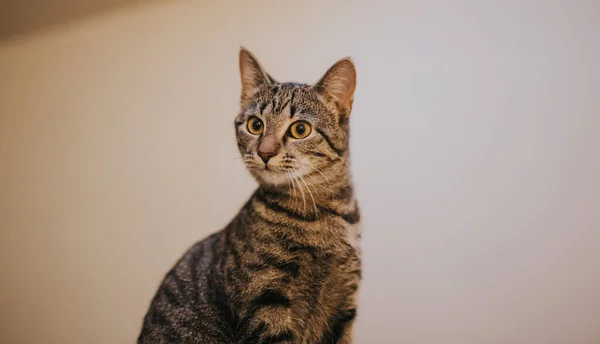 Retrato Cerca Lindo Gato Rayado Sobre Fondo Blanco — Foto de Stock