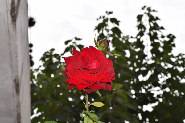 Selective Focus Shot Beautiful Red Rose Outdoors Daylight — Stock Photo, Image