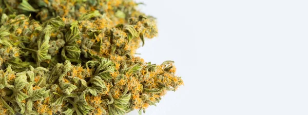 Primo Piano Germoglio Cannabis Isolato Uno Sfondo Bianco — Foto Stock