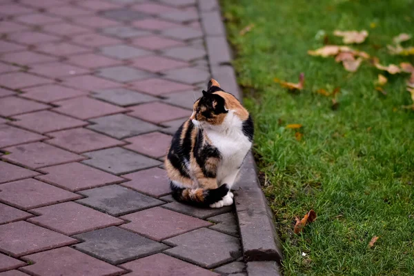 Красивая Кошка Сидела Улице — стоковое фото