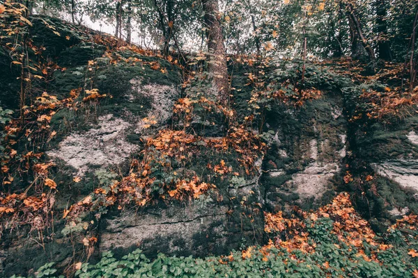 Eine Nahaufnahme Der Moosbewachsenen Klippen Einem Wald Aufgenommen Herbst — Stockfoto