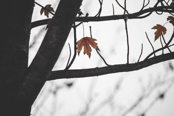 Loof Van Een Esdoorn Boom Een Herfst Park Tegen Lucht — Stockfoto