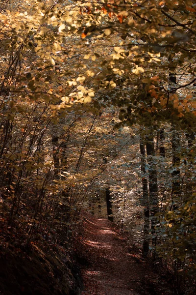 Uma Bela Foto Pequeno Caminho Floresta Outono — Fotografia de Stock