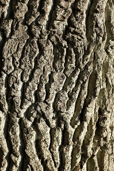 Eine Vertikale Nahaufnahme Hölzerner Rindenstruktur — Stockfoto