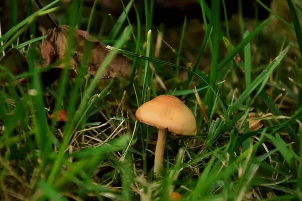 一种生长在森林中的浅褐色小蘑菇 — 图库照片