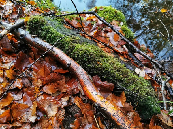 Uma Bela Foto Parque Outono Bokeskogen Larvik Noruega — Fotografia de Stock