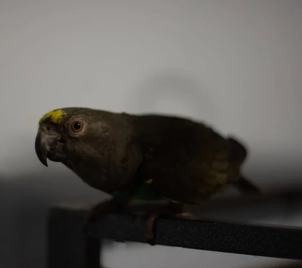 Μακρύς Φτερωτός Παπαγάλος Ενός Σκούρου Πράσινου Μάγιερ Σκαρφαλωμένος Μαύρο Μέταλλο — Φωτογραφία Αρχείου