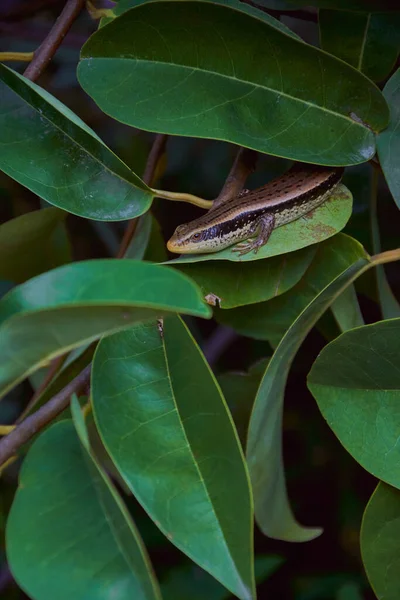 葉の上に立っているトカゲのクローズアップショット — ストック写真