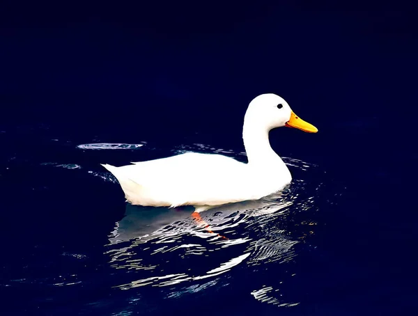 Primer Plano Pato Nadando Estanque Azul — Foto de Stock