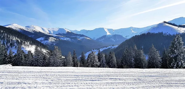 Красивый Снимок Леса Покрытого Белым Снегом — стоковое фото