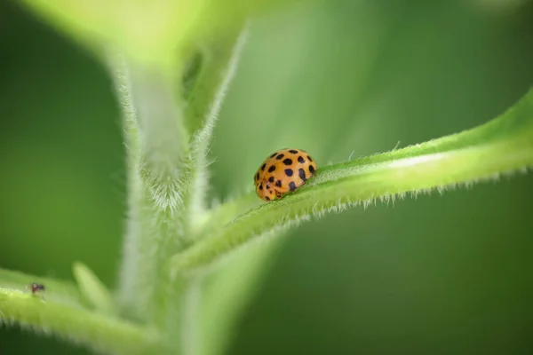 Plan Macro Une Coccinelle Sur Une Tige Verte Une Plante — Photo