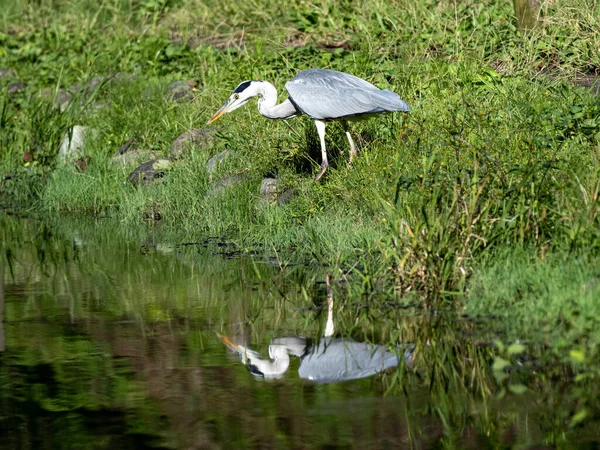 Grey Hern Walking Shore Lake Its Reflection Water Sagamihara Japan — Stock Photo, Image