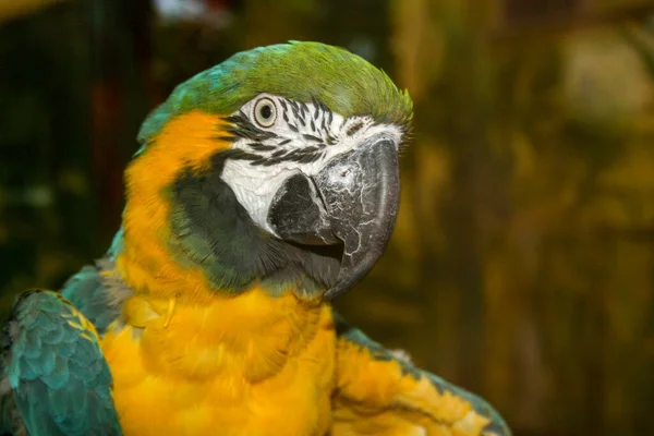 Retrato Guacamayo Azul Amarillo Bajo Las Luces Con Fondo Borroso — Foto de Stock