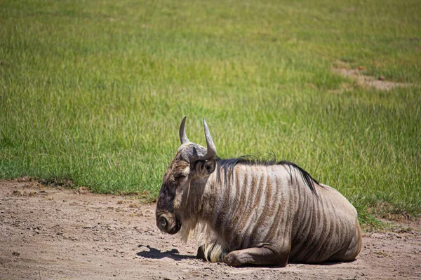 Selective Focus Shot Wildebeest Empty Field — Stock Photo, Image