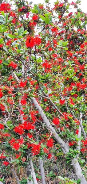 Egy Függőleges Lövés Piros Japonica Virágok Egy Ágak — Stock Fotó