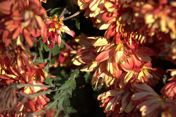 Crisantemo Indicum Naranja Jardín Con Abeja — Foto de Stock