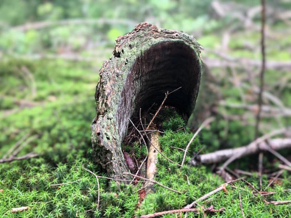 Selective Focus Shot Tree Trunk Forest — Stock Photo, Image