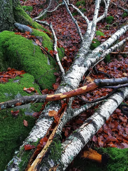 Norveç Bir Ormandaki Ağaçların Gövdelerinin Kırılması — Stok fotoğraf