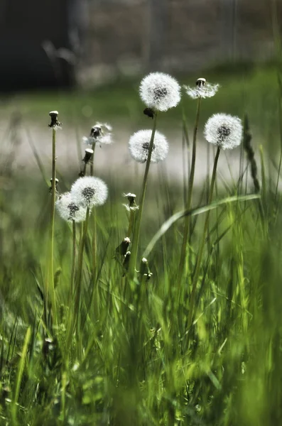 Gros Plan Pissenlits Blowball Poussant Dans Parc — Photo