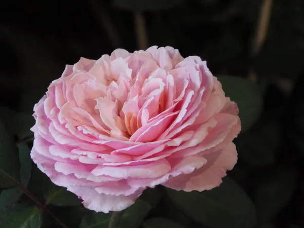 Närbild Skott Blommande Rosa Ros Grönska — Stockfoto