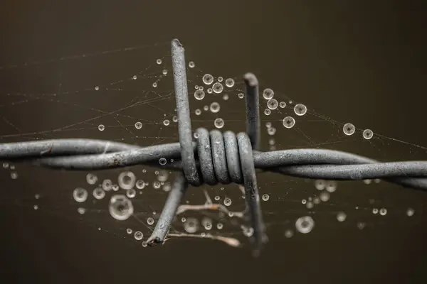 Nahaufnahme Eines Spinnennetzes Mit Wassertropfen Auf Stacheldraht — Stockfoto