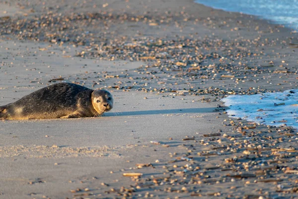 一只可爱的湿海豹在沙滩上看着摄像机 — 图库照片