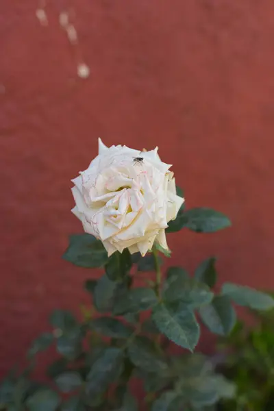 Вертикальний Знімок Мухи Білому Саду Троянда Червоному Розмитому Тлі — стокове фото